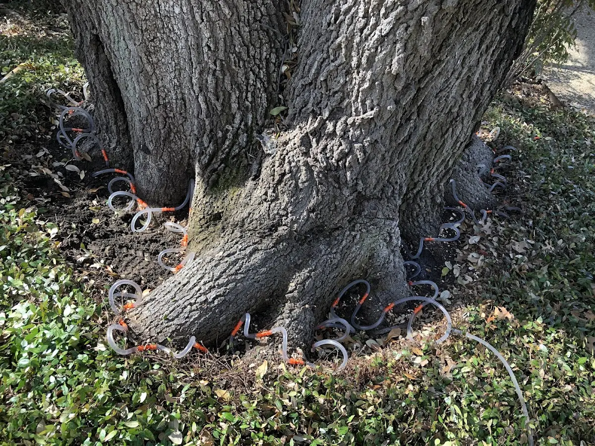 Detailed Tree Cabling and Bracing job site in Imlaystown